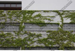 Photo Textures of Ivy